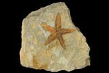 Ordovician Starfish (Petraster?) Fossil - Morocco #175285-1